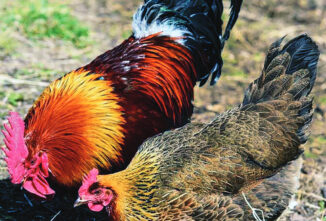 Polish Green-Legged Partridge Chicken